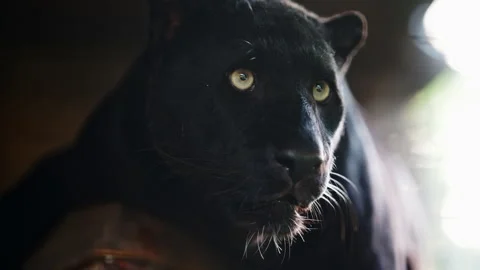 Majestic melanistic leopard in close-up with sharp eyes and dramatic lighting Stock Footage 335416385