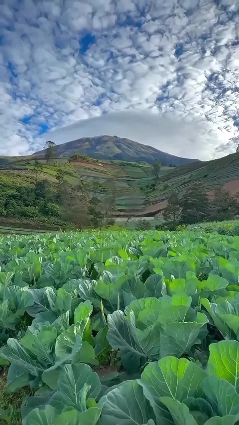 Majestic Mountain, Lush Cabbage Fields, Terraced Farms, Cloudscape Stock Footage 294279703