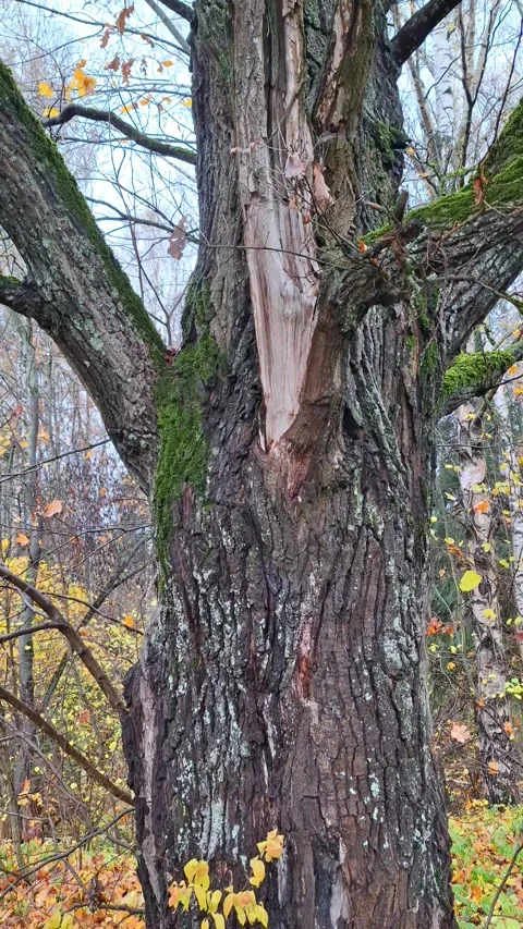 Majestic oak tree in autumn forest, view from bottom to top. Stock Footage 319006397
