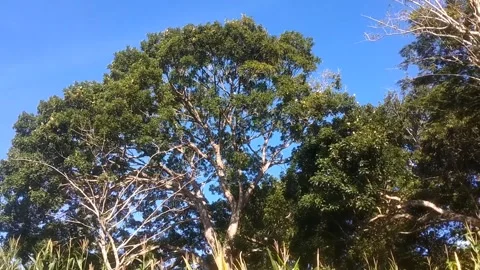 Majestic Oak Tree Under Blue Sky 库存影片 332602136