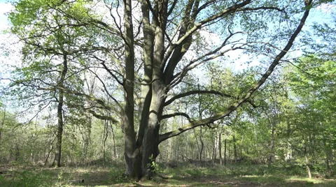 Majestic old oak tree panning shot spring season nature reserve Stock Footage 62917628