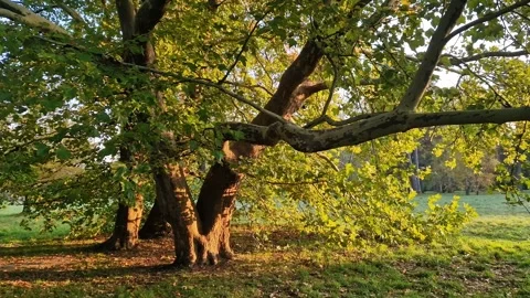 Majestic old plane tree in the golden rays of the evening sun Stock Footage 345341817