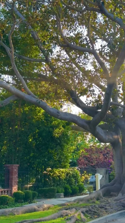Majestic Old Tree with Massive Exposed Roots in Sunshine Vídeos de archivo 340263830