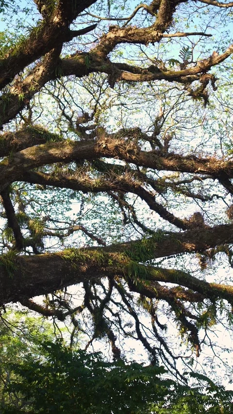 A majestic old tree with wide-spreading roots and branches stretching out Stock Footage 339056674