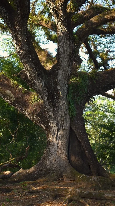 A majestic old tree with wide-spreading roots and branches stretching out Stock Footage 339056728