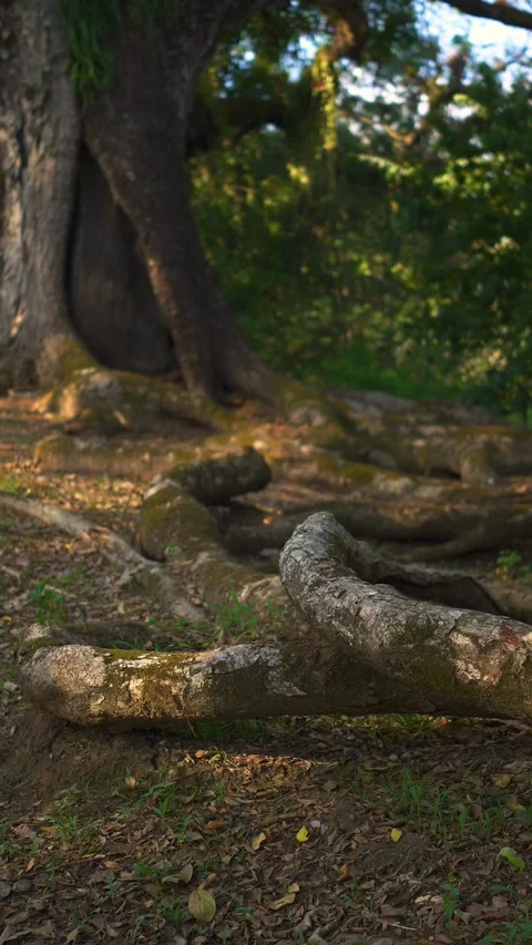A majestic old tree with wide-spreading roots and branches stretching out Stock Footage 339056732