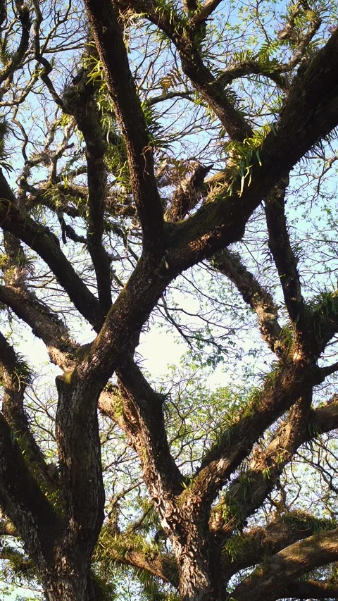 A majestic old tree with wide-spreading roots and branches stretching out Stock Footage 339056812