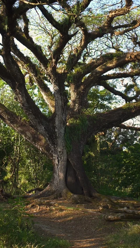 A majestic old tree with wide-spreading roots and branches stretching out Stock Footage 339056836