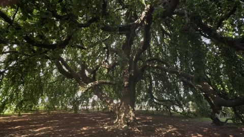 Majestic old weeping beech tree with a massive trunk and sprawling branches Stock Footage 338189480