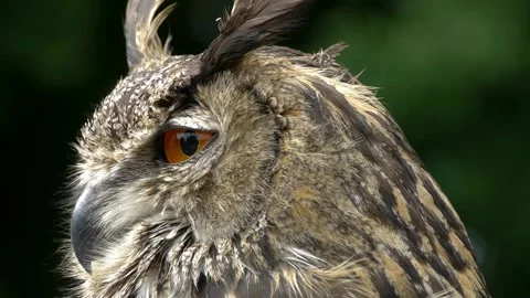Majestic Owl in Various Captivating Angles Stock Footage 332126502