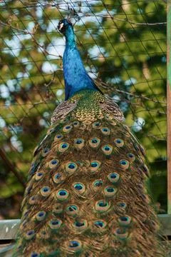 Majestic Peacock Displaying Its Vibrant Feathers in Natural Surroundings Stock Photos
