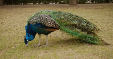 Majestic Peacock Foraging on a Patch of Grass Stock Footage 296858194
