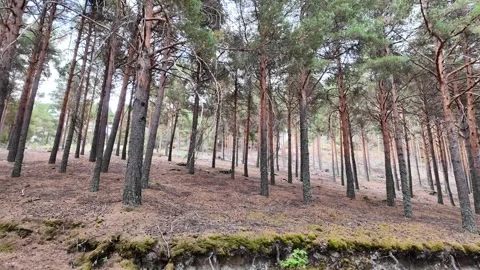 Majestic pine forest with tall trees lining a mountain roadside on an overcast Stock Footage 345274856