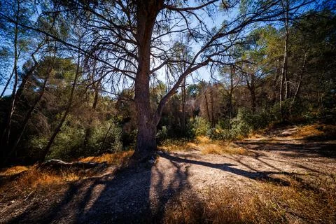 Majestic Pine Tree Casting Shadows on Forest Path 스톡 사진