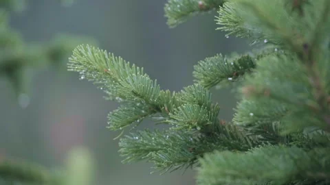 A Majestic Pine Tree Dressed in Dew Drops, Glistening in the Sunlight Stock Footage 257185885