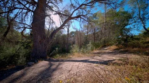 Majestic pine tree by a hiking trail in Benidorm countryside Stock Footage 336172015