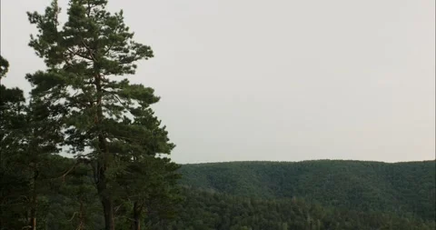 Majestic pine tree overlooking serene mountain valley Stock Footage 306528876