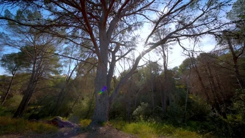 Majestic Pine Tree in Sunny Benidorm Forest Stock Footage 334319038