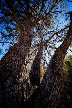 Majestic Pine Tree Trunks Reaching for the Sky in Benidorm Fotos Stock