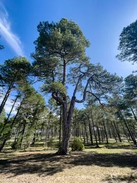 Majestic Pine Tree with Unique Split Trunk in a Sunny Forest Stock-Fotos