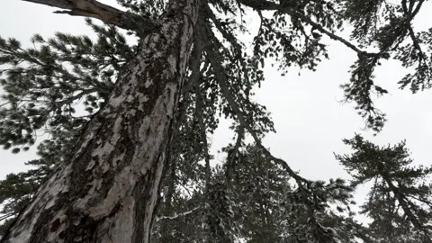 Majestic pine trees covered in snow create a serene winter Stock Footage 301597331