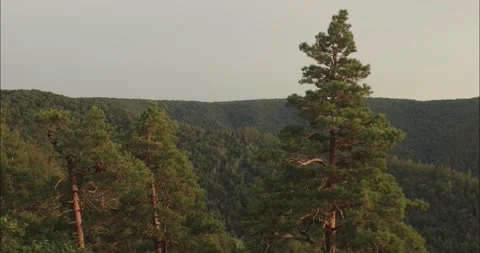 Majestic pine trees dominating mountain forest landscape Stock Footage 307810955