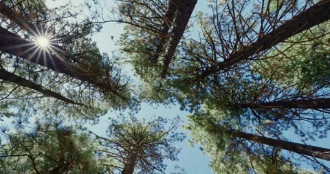 Majestic Pine Trees with Sunlight in Forest Clearing Видео 323368871