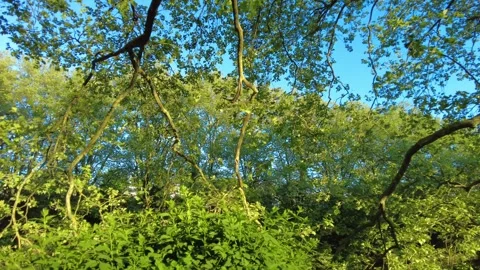 Majestic plane tree branches with green leaves against blue sky Stock Footage 334079624