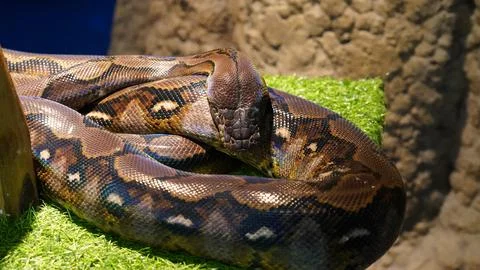 Majestic Python Coiled on Greenery Close Up View Stock Photos