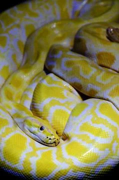Majestic Python Portrait: Stunning Image of a Giant Serpent Stock Photos