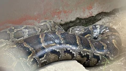 A majestic python slithers slowly, revealing its impressive patterned scales  库存照片