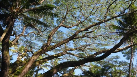 Majestic Rainforest Canopy With Mossy Tree Branches And Tropical Palm Trees Stock Footage 346058366