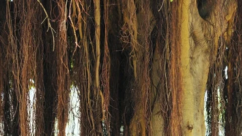 Majestic rainforest tree, the unique root formation of fig tree. Stock Footage 326419862