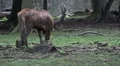 Majestic Red Deer eating in oak and beech forest HD Footage