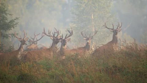 Majestic red deer herd standing on glade in morning mist. Stock Photos