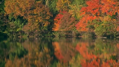 Majestic Red Maple and Oak Woods by Peaceful Lake Stock Footage 346195799