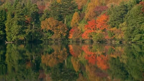 Majestic Red Maple and Oak Woods by Peaceful Lake Stock Footage 346195802