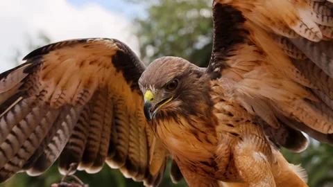 Majestic Red Tailed Hawk Spreading Wings in Xochimilco Mexico City Stock-Footage 342578063