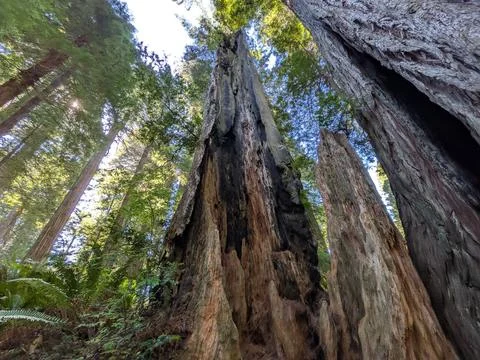Majestic redwoods surround a massive blackened stump Фото