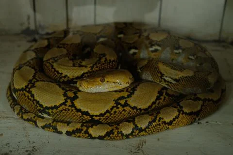 Majestic reticulated python coiled tightly, showcasing its intricate golden.. Stock Photos