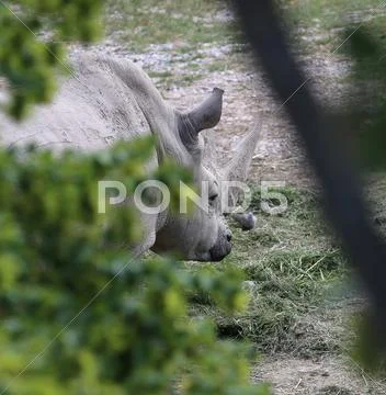 Majestic rhinoceros hiding behind the tree during a safari Stock Photos