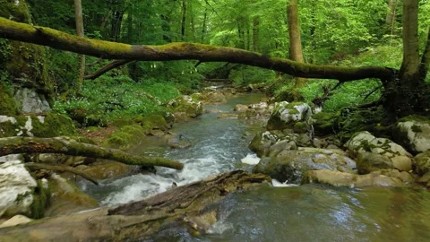 Majestic river in green tree forest Vidéo 228066771