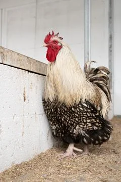 Majestic rooster standing in barn with patterned feathers and red comb Foto stock