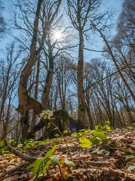Majestic scale of the bare trees against a bright sky Stock-Fotos