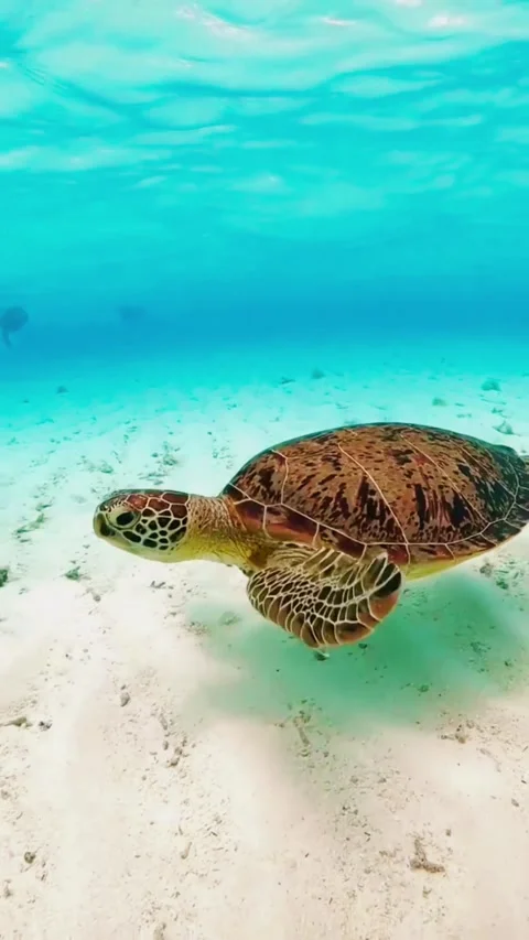 Majestic Sea Turtle Resting on Pristine Sandy Tropical Beach Stockbeeldmateriaal 337867804