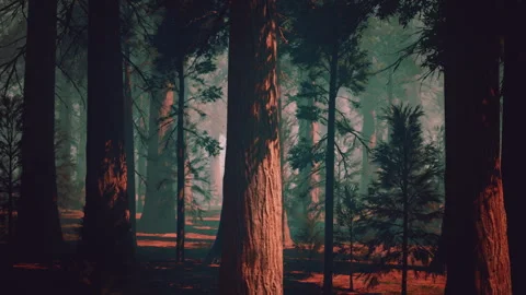 Majestic Sequoia Forest With Towering Trees Stock Footage 310449993