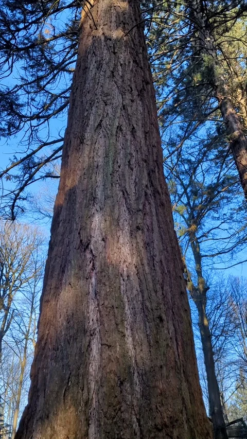 "Majestic Sequoia tree base to canopy with fast vortex effec Stock Footage 329116543