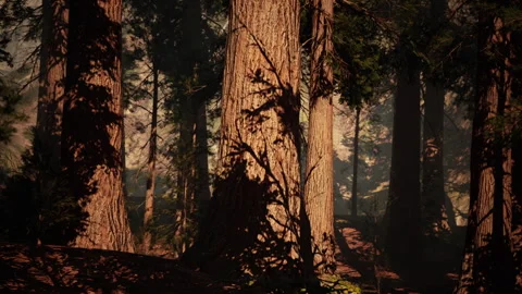 Majestic sequoia trees casting shadows in serene forest landscape Stock Footage 304464233