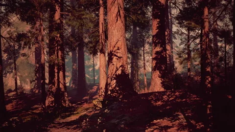 Majestic sequoia trees casting shadows in a serene forest during sunset Stock Footage 310265728