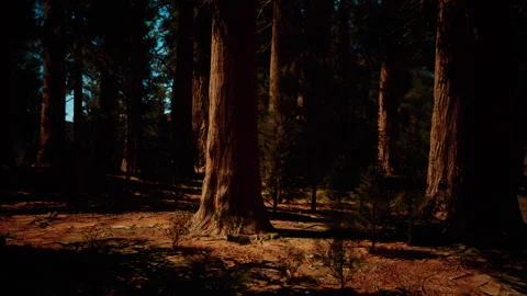 Majestic sequoia trees in the glow of the setting sun Vídeo Stock 248734304